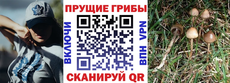 shop официальный сайт  Оренбург  Псилоцибиновые грибы GOLDEN TEACHER  ссылка на мегу ССЫЛКА 